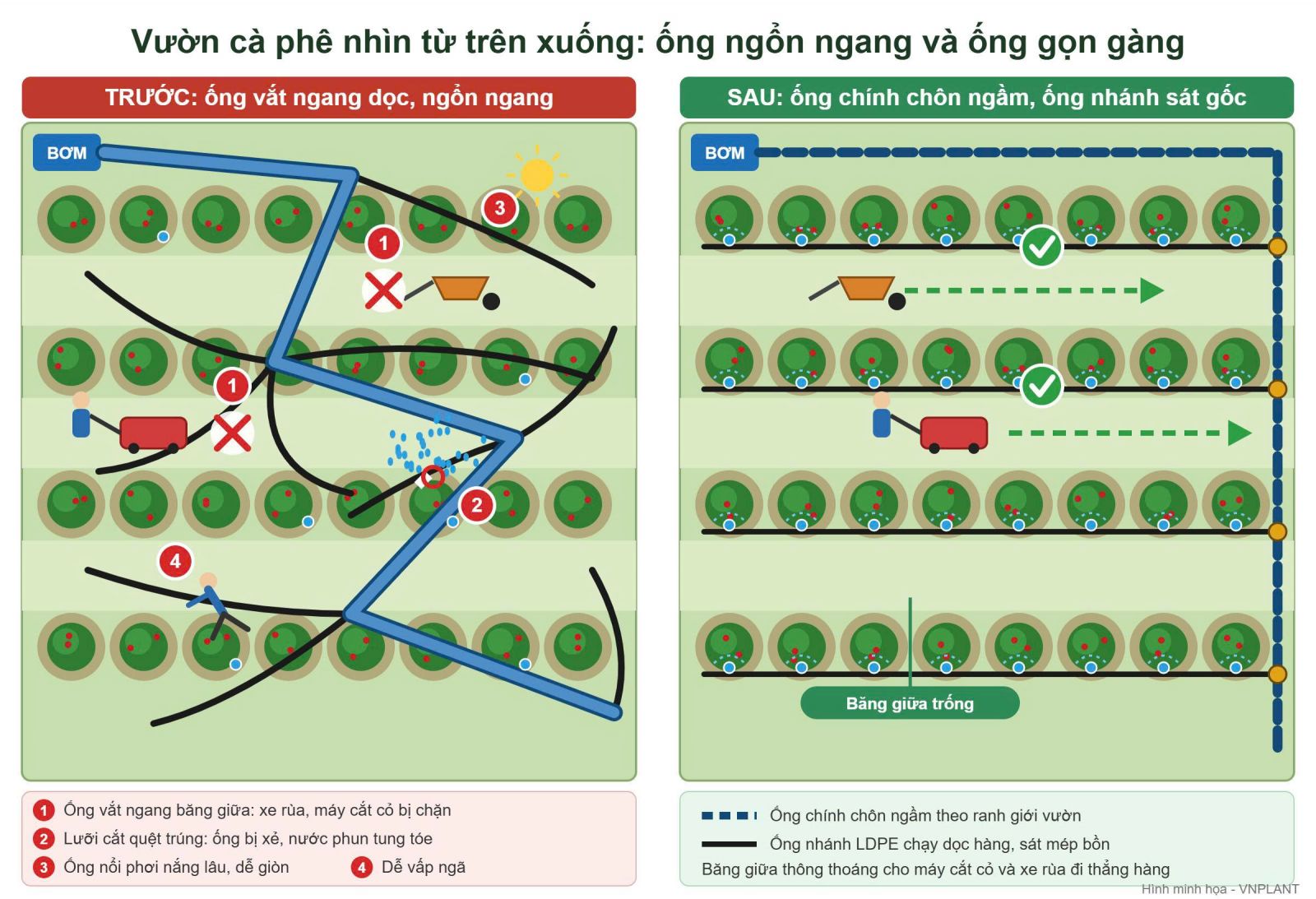 Vườn cà phê có ống tưới đi gọn sát mép bồn, người nông dân đẩy máy cắt cỏ giữa hai hàng cây